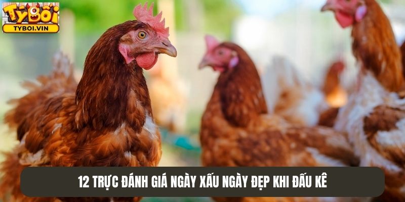 12 Trực đánh giá ngày xấu ngày đẹp khi đấu kê
