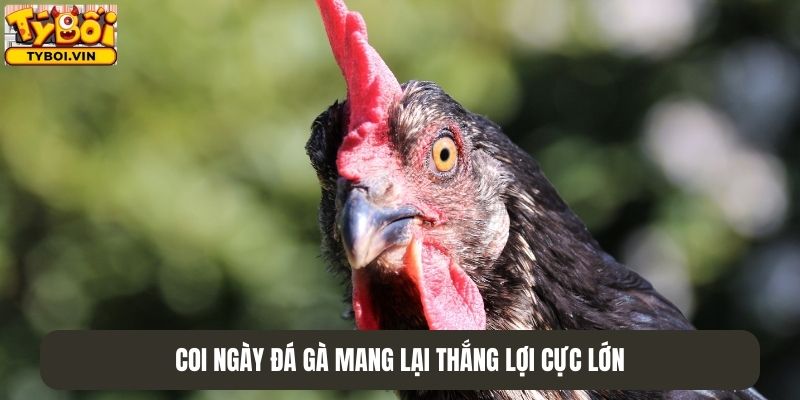 Coi ngày đá gà mang lại thắng lợi cực lớn