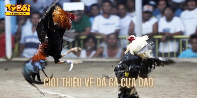 Giới thiệu những điểm đặc biệt của hình thức độc đáo