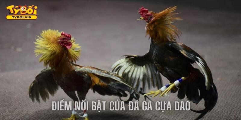 Đá gà cựa dao siêu kịch tính với vô số điểm nổi bật
