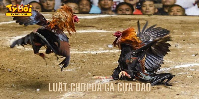 Tìm hiểu chi tiết luật chơi cho thành viên Tyboi