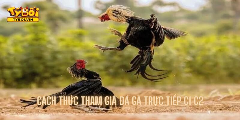 Hướng dẫn cách thức tham gia đá gà trực tiếp c1 c2