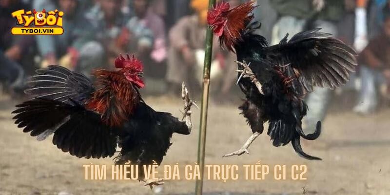 Tìm hiểu sơ qua về giải đấu c1 c2 trong đá gà trực tuyến